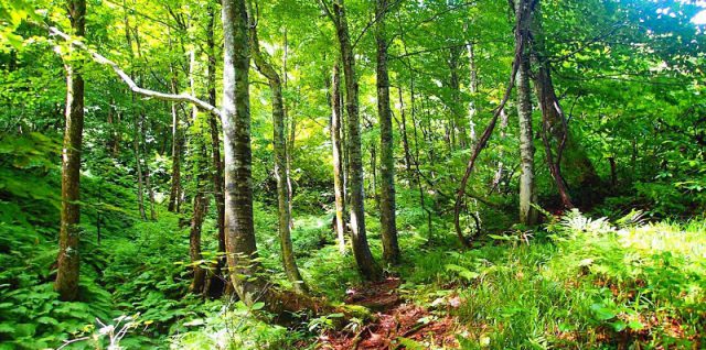 樹林帯に差し込む優しい光を浴びながら、眠たくなりそうな下山中の一枚。